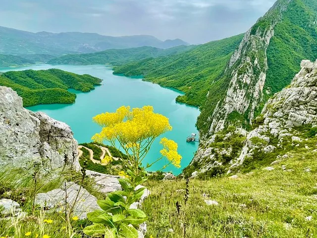 Gelbe Wildblumen blühen an einer Klippe mit Blick auf den Bovilla-See.