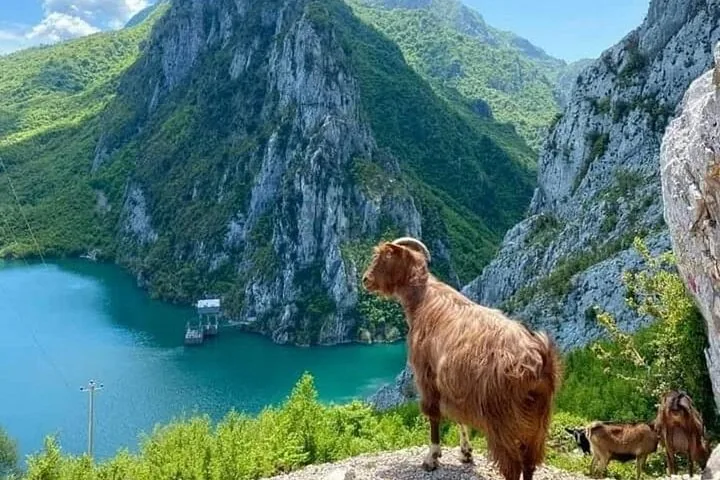 Ziegen stehen auf einem felsigen Vorsprung mit Blick auf den Bovilla-See und die umliegenden Berge.